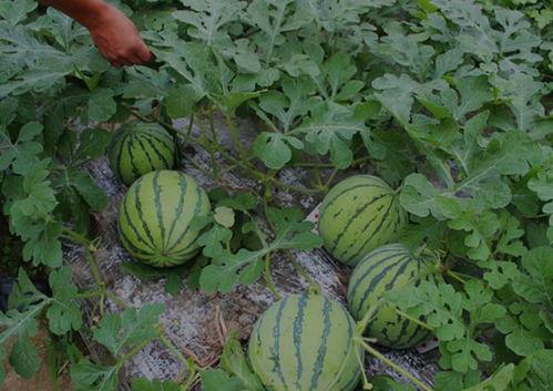 青禾男高在线观看西瓜